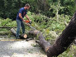 Best Stump Grinding and Removal  in Mechanicsburg, PA