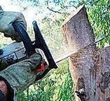 Professional Tree Care in Mechanicsburg, PA