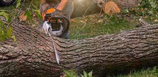 Best Lawn Disease Treatment  in Mechanicsburg, PA
