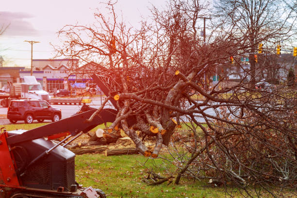 Best Storm Damage Tree Cleanup  in Mechanicsburg, PA