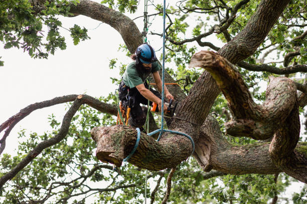 Best Tree and Shrub Care  in Mechanicsburg, PA