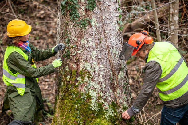 Best Arborist Consultation Services  in Mechanicsburg, PA