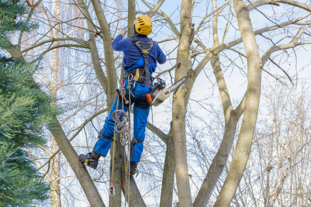  Mechanicsburg, PA Tree Care Pros