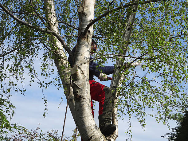 Best Tree Preservation Services  in Mechanicsburg, PA