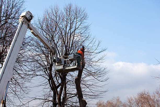 Best Hedge Trimming  in Mechanicsburg, PA